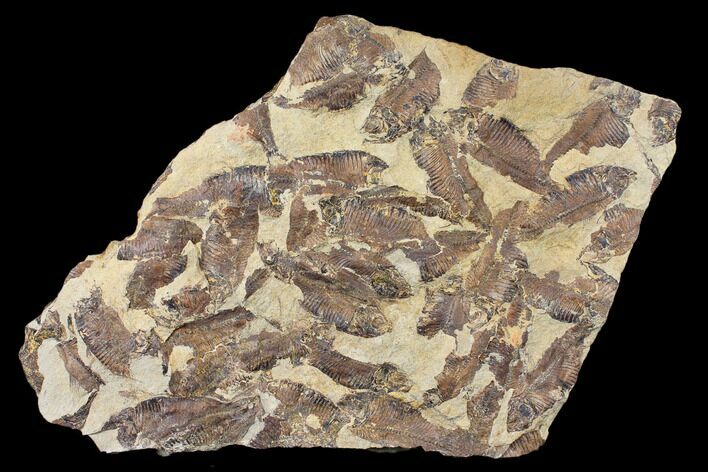 12.5" Fossil Fish (Gosiutichthys) Mortality Plate - Lake Gosiute